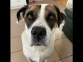 SPCA Suncoast West Pasco Singles - meet McLovin