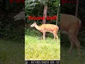 Download Lagu Doe Bleat | Vokalisasi Rusa | Apa kau mendengarnya? #deerbleat #DoeBleat #DeerTalk #deervideos #deer