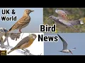 Download Lagu Berita \u0026 Penampakan Burung di Inggris \u0026 Dunia. Pekan yang Berakhir 5 Oktober 2025