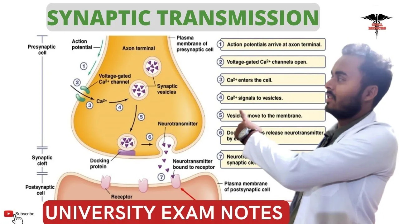 Synaptic Transmission | Excitatory and Inhibitory Transmission |CNS Physiology