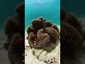Download Lagu Terumbu Karang Paling Indah di Indonesia… Tapi Hampir Hilang?! 🌊
