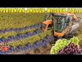 Download Lagu Begini proses pertanian Anggur Modern di Italia untuk produksi Wine