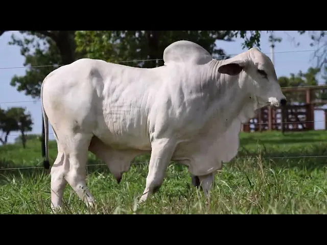 Touro Tabapuã TTAR - 596