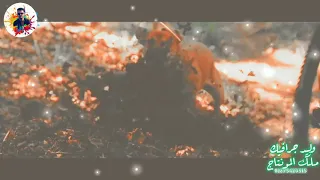 حالات واتس هاتلي كاس المشكل 