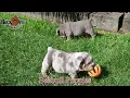 Adorable Beabull Puppies