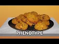 Explaining Genetics Genotype vs Phenotype