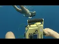 Freediving w SHARKS ASMR