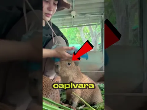 Essa capivara Vestiu uma Roupa pela PRIMEIRA vez! 🥰  #youtube  #youtubeshorts #shorts