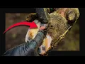 Squeezing Every Bit Of This From Her Hoof