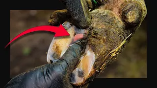Squeezing Every Bit Of This From Her Hoof