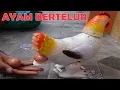 Ayam Bertelur Banyak | Ayam Mainan Petelur | Laying Hens