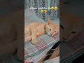 Download Lagu simbha🤗 hh mera naam 😅😅