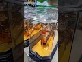 Napoleon Dragon XO Brandy France - in Costco Carolina 28