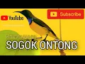 Download Lagu Suara SOGON SOGOK ONTONG Gacor Panjang suara burung masteran @IPBIRDBANDUNG