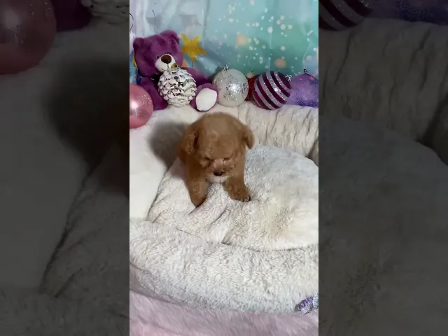 動画