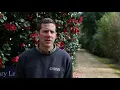 Download Lagu Caring for camellias with Exbury Gardens Head Gardener Tom Clarke