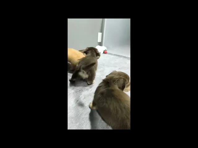 動画