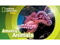 Giant Pacific Octopus Amazing Animals