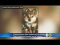 Ocean County Man Gets Jail Sentence For Killing Navy Veteran s Therapy Dog