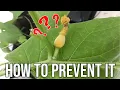 The Reasons Why Melons Flowers Do Not Bear Fruit - How To Prevent It