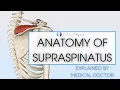 Supraspinatus Anatomy Doctor Explains Anatomy of Supraspinatus and Rotator Cuff