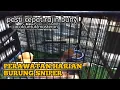 POIN PENTING PERAWATAN BURUNG SNIPER TEPUS DADA PUTIH AGAR CEPAT RAJIN NEMBAK, NGEROL, NYIULNYA !!