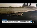 I m not joking Newspaper delivery driver spots 4-foot alligator roaming Jeffersonville streets