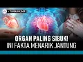 Download Lagu Fakta Menarik Jantung Manusia, Organ yang Tak Pernah Berhenti Bekerja | Hidup Sehat tvOne