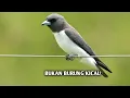 Download Lagu Mengenal burung kekep babi burung atraksi berkaki pendek
