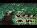 Download Lagu Panggilan burung Opior Jawa//cak jempol @ponirankwokchannel