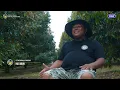 Lagu Episode 2 - Ada Ratusan Hektar Kebun Durian di Ciamis, Optimis Jadi Lumbung Nasional