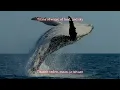 Helion Prime - Life Finds A Way Lyrics (English & Suomeksi)