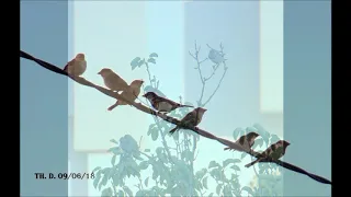 عبد الحليم حافظ     وحياة قلبي وأفراحه كلمات  فتحى قوره ألحان  منير مراد دندنها