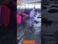 Download Lagu The Dirty Truth Behind Your Milk 🐄💪 | Real Farming Work