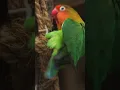 Download Lagu Fischer's lovebird