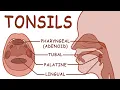THE TONSILS - ANATOMY AND PHYSIOLOGY