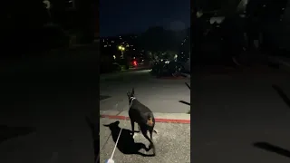#fyp #dream #pets #doberman #vlog