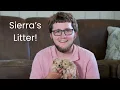 Sierra s Cavapoo Litter Update