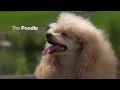 The Poodle Royal Canin Breed Health Nutrition Wet