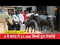 Download Lagu करिश्मा - 9 वें ब्यांत में 21.400 किलों दूध रिकॉर्ड || JASBIR KARSOLA, JIND