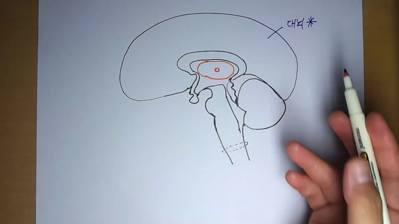 뇌의 구성
