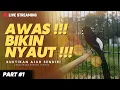 Download Lagu Pancingan GACOR Murai Batu EMOSI 100%Efektif bikin NGAMUK bongkar isian cililin kenari katem