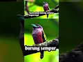 suara pikat burung sempur hujan