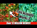 Download Lagu Grow Lots of Tomatoes... Not Leaves // Complete Growing Guide