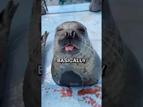 Are Seals Puppies?