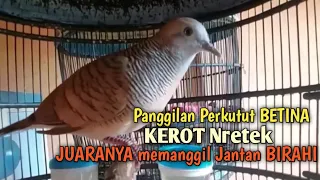 Download Perkutut Betina memanggil Jantan NRETEK KEROT Suara BAGUS jadikan perkutut lokal gacor seketika MP3