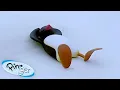 Download Lagu Pingu Has a Day Off | 🐧 | Pingu - Official Channel | Cartoons For Kids