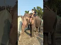Download Lagu Elephant video Hati video 17.04.2025 #shorts #elephant #hati