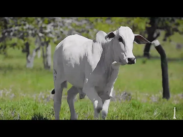 Novilha Nelore CLTN - 227