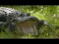 THE EVERGLADES What Lurks Beneath the Surface